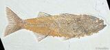 / Inch Mioplosus - Uncommon Fish Fossil #3097-1